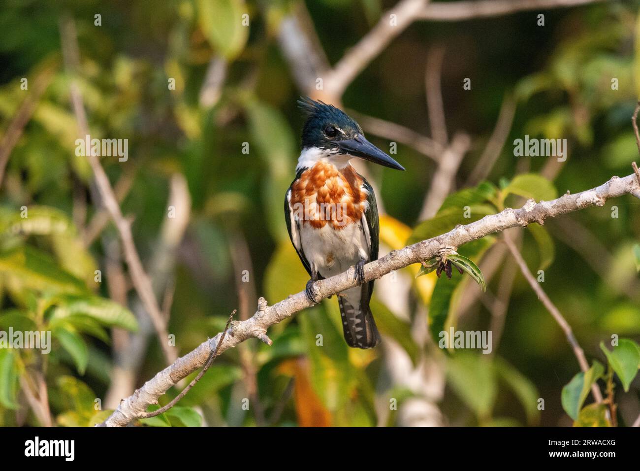 Ammira il bellissimo Amazon Kingfisher (Chloroceryle amazona) sull'albero Foto Stock