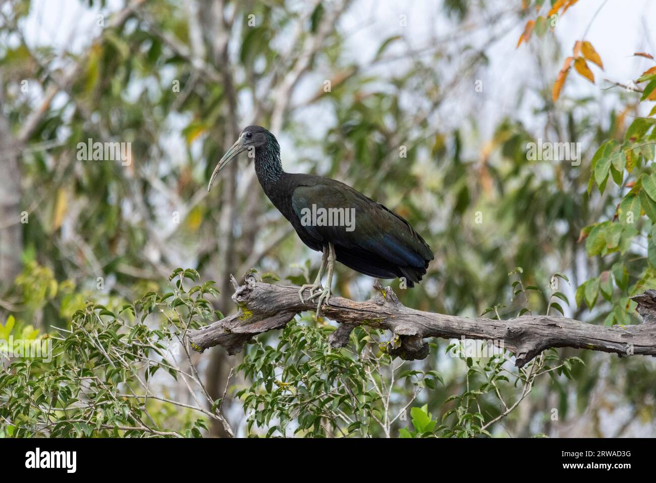 Splendida vista sul Green Ibis (Mesembrinibis cayennensis) sull'albero Foto Stock