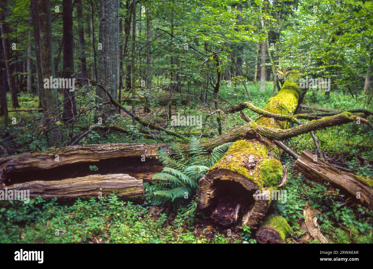 Polonia, la foresta di Białowieża è una delle ultime foreste primordiali al confine tra Bielorussia e Polonia e un sito patrimonio mondiale dell'UNEESCO. Foto Stock