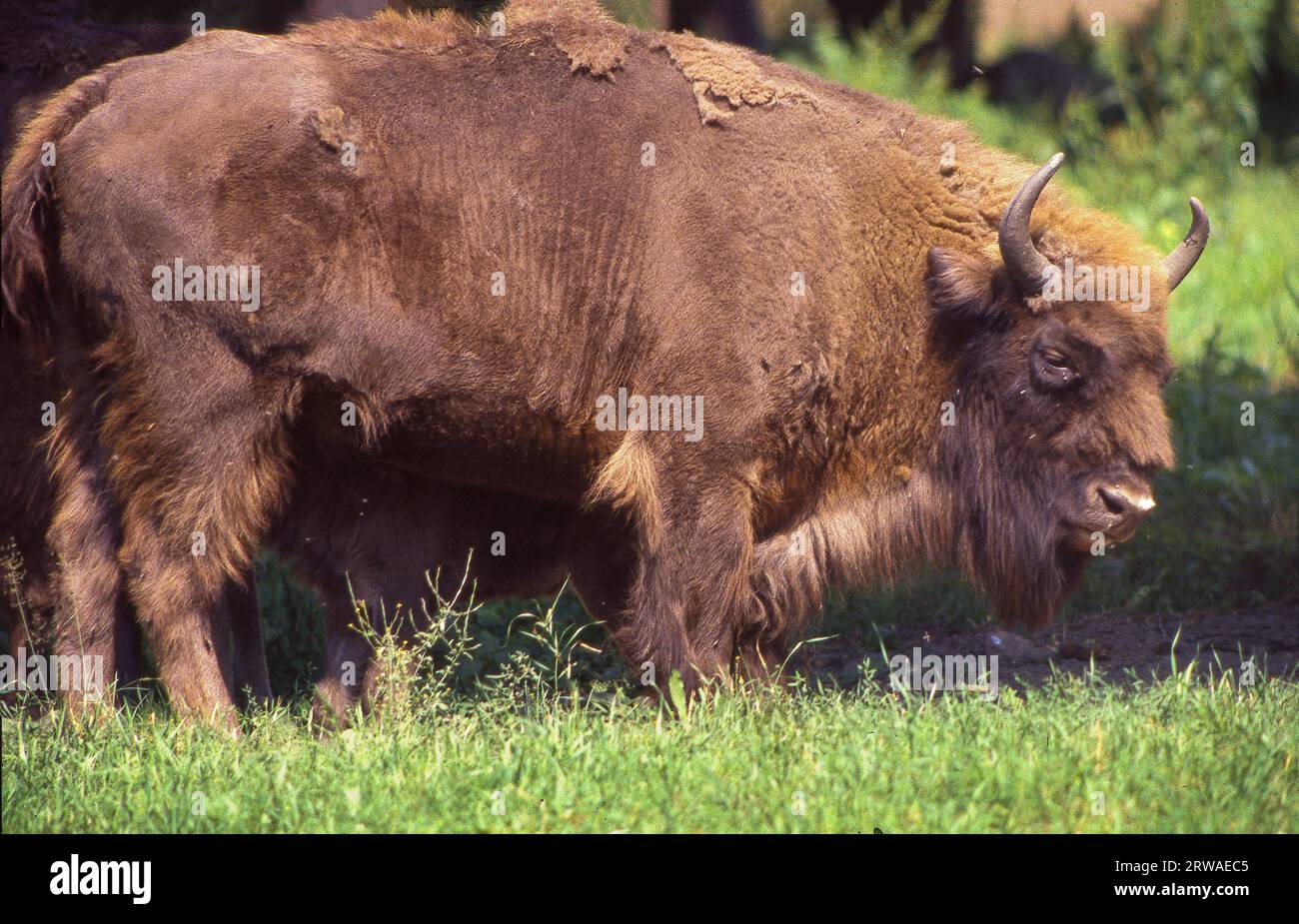 Polonia - i bisonti europei (Bos bonasus), noti anche come i wisent vivono in alcune parti della foresta di Białowieża. Foto Stock