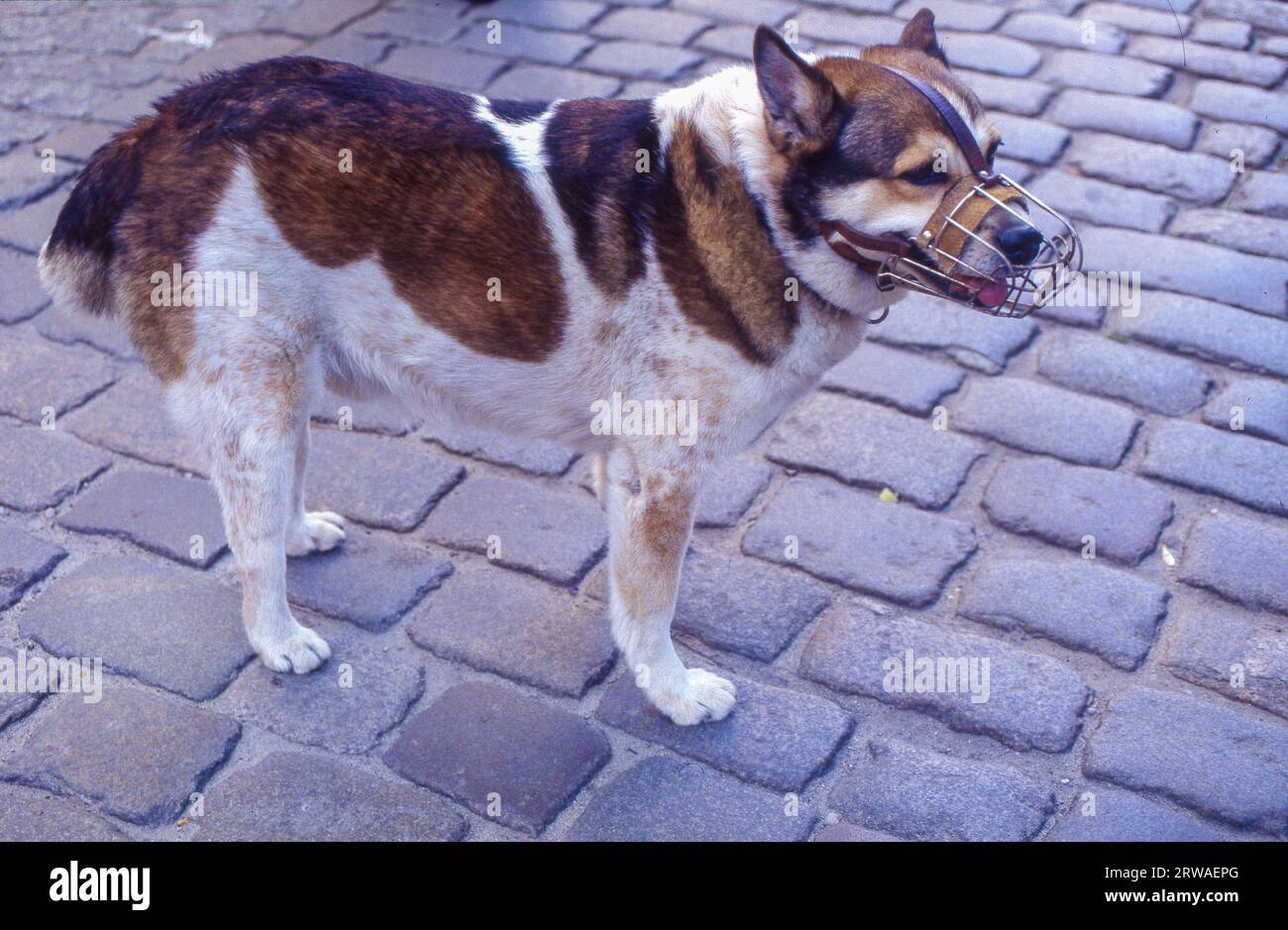 Polonia, Varsavia, il cane ha una museruola mentre cammina per strada. Foto Stock