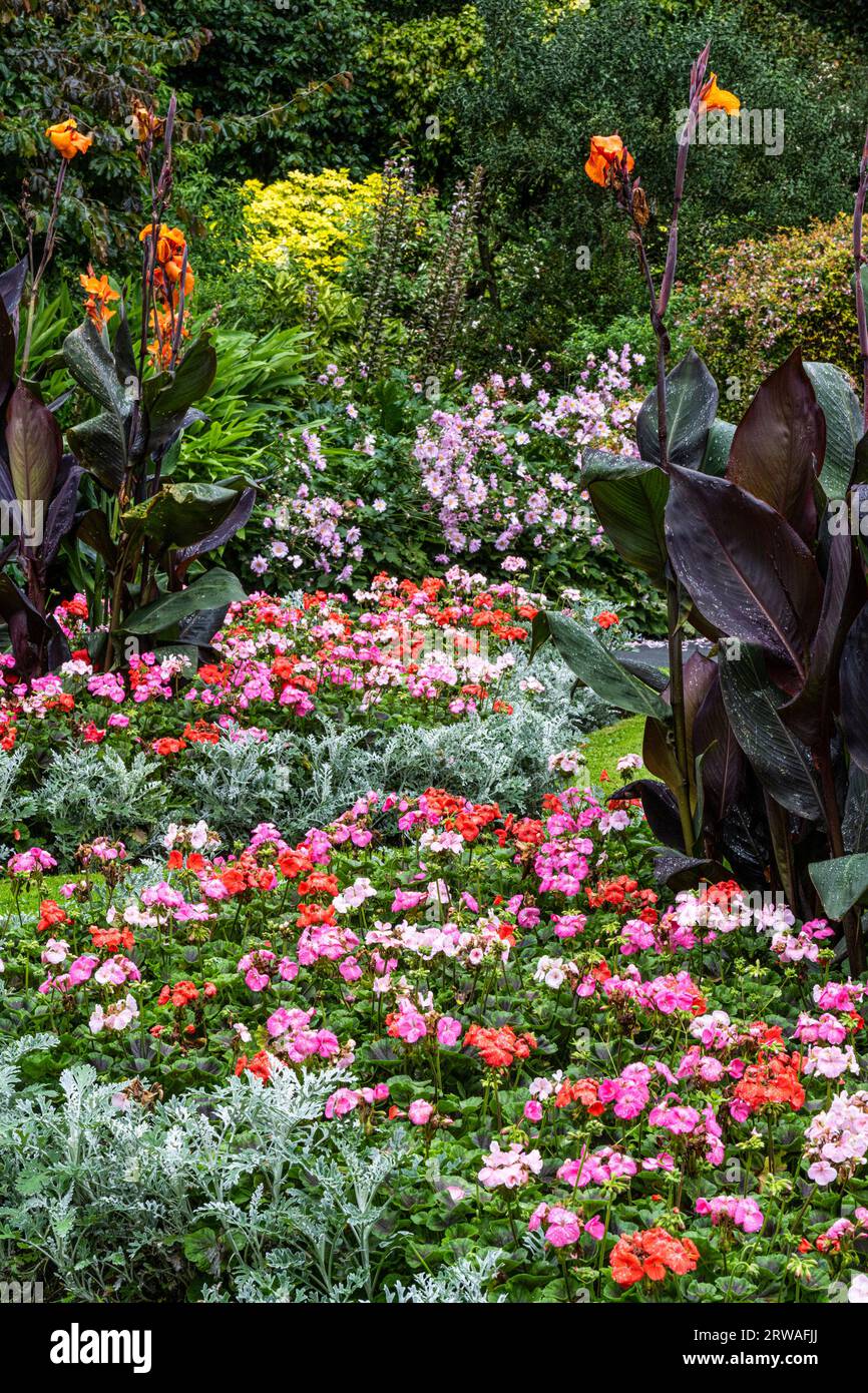 Piantagione di massa di fiori colorati in un letto di fiori ornamentali nei Trenace Gardens di Newquay, in Cornovaglia, nel Regno Unito. Foto Stock