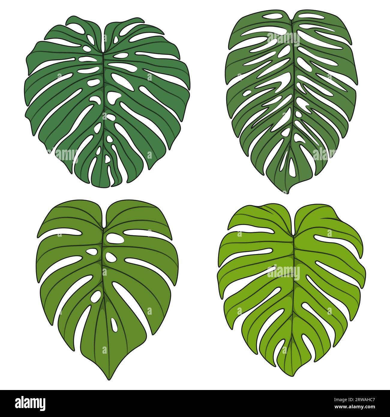 Set di illustrazioni a colori con foglie di piante superidratanti monstera. Oggetti vettoriali isolati su sfondo bianco. Illustrazione Vettoriale