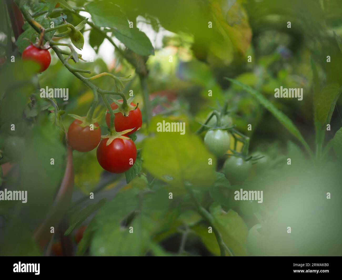 Una vista attraverso il fogliame vegetale dei pomodori ciliegini "Gardener's Delight" che crescono e maturano sulla vite in una serra britannica in estate Foto Stock