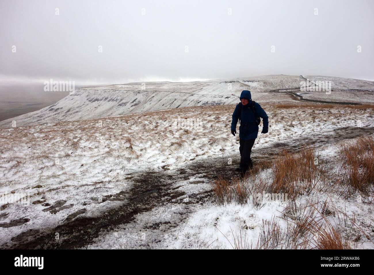 Man Walking on Path in Snow a Ingleborough, una delle tre Cime dello Yorkshire, Yorkshire Dales National Park, Inghilterra, Regno Unito Foto Stock