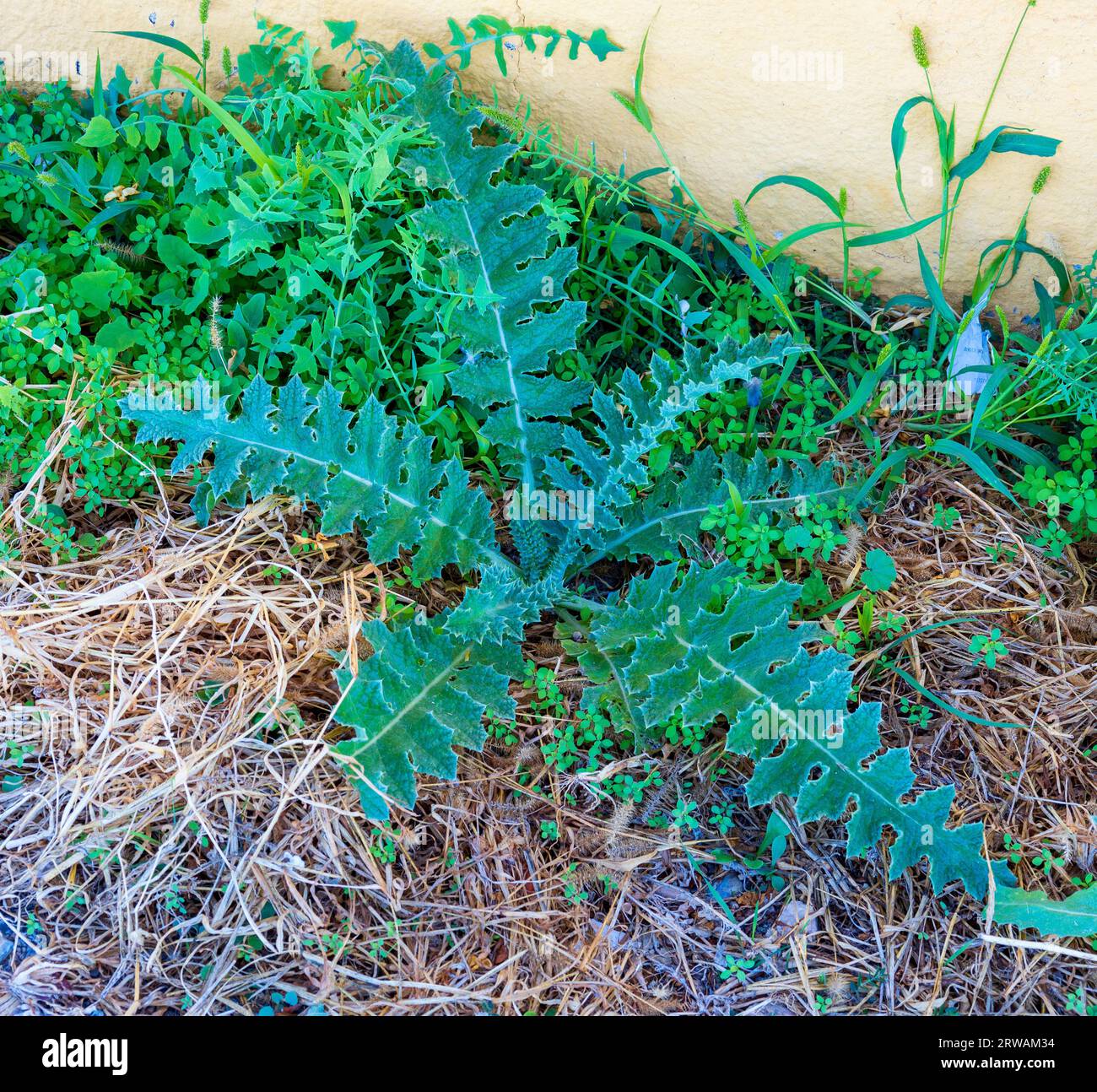 Onopordum acanthium, foglie di fido di cotone Foto Stock