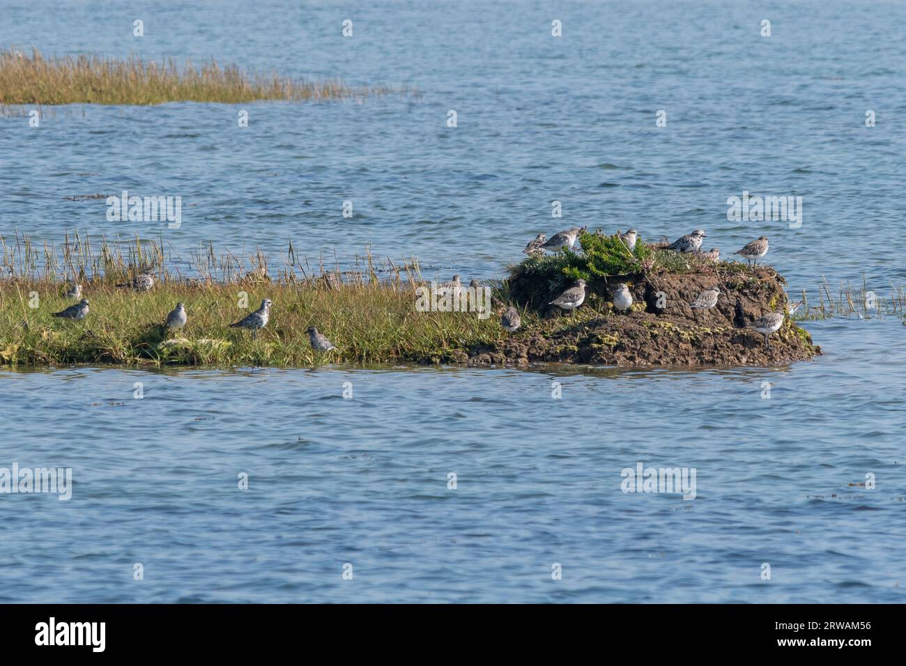 Grey plover (Pluvialis squatarola), un gruppo di uccelli sulla riva del mare nella riserva naturale delle paludi di Farlington, un estuario sabbioso nell'Hampshire, Inghilterra, Regno Unito Foto Stock