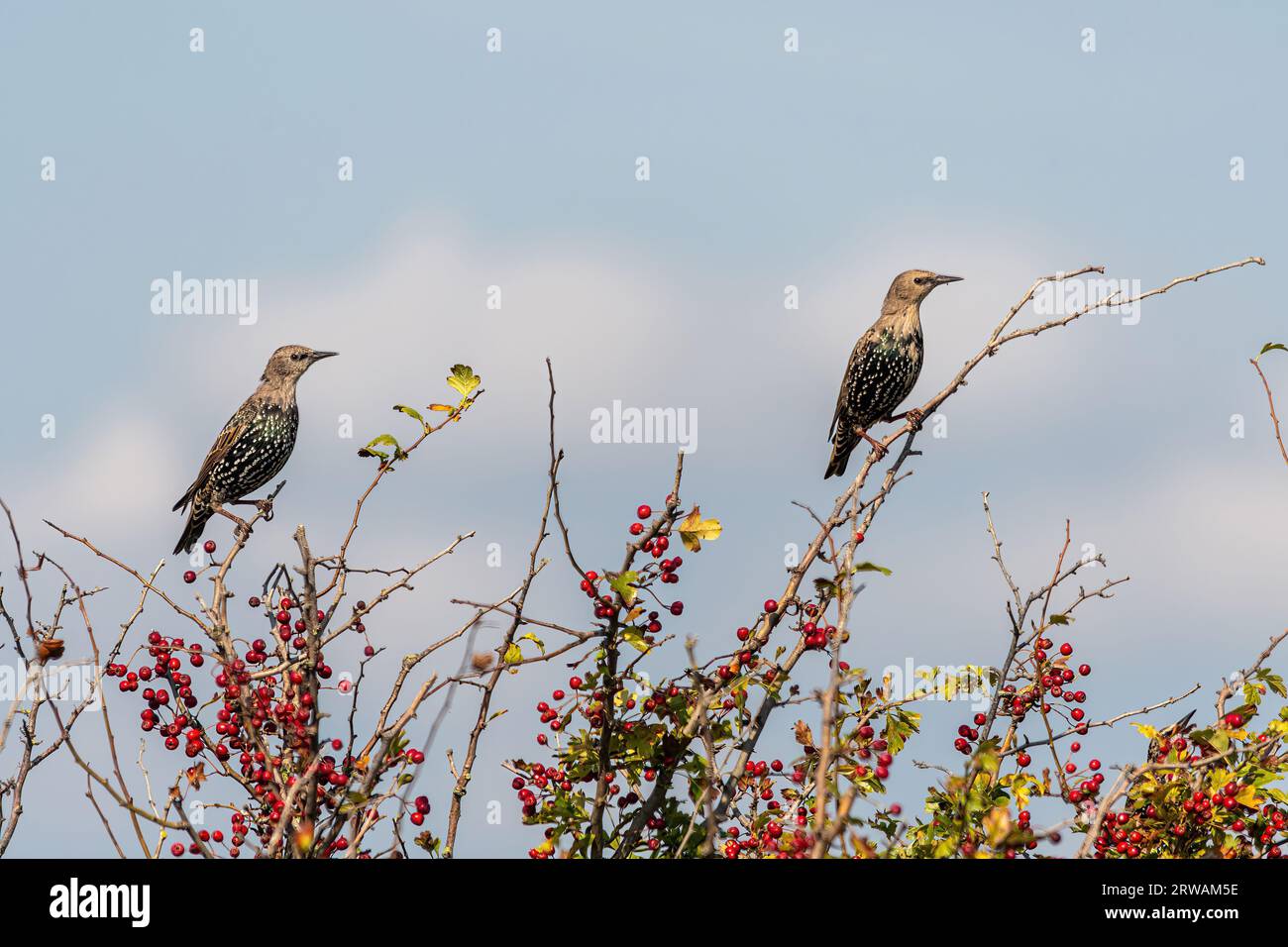 Due giovani starlings (Sturnus vulgaris) arroccati su un albero di biancospino con bacche rosse in fase di muta per il piumaggio adulto, Inghilterra, Regno Unito, settembre Foto Stock