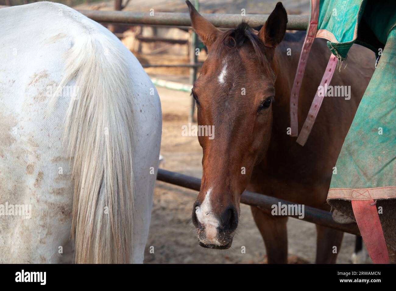 Primo piano di due cavalli in un recinto per animali, nuova Delhi, India Foto Stock