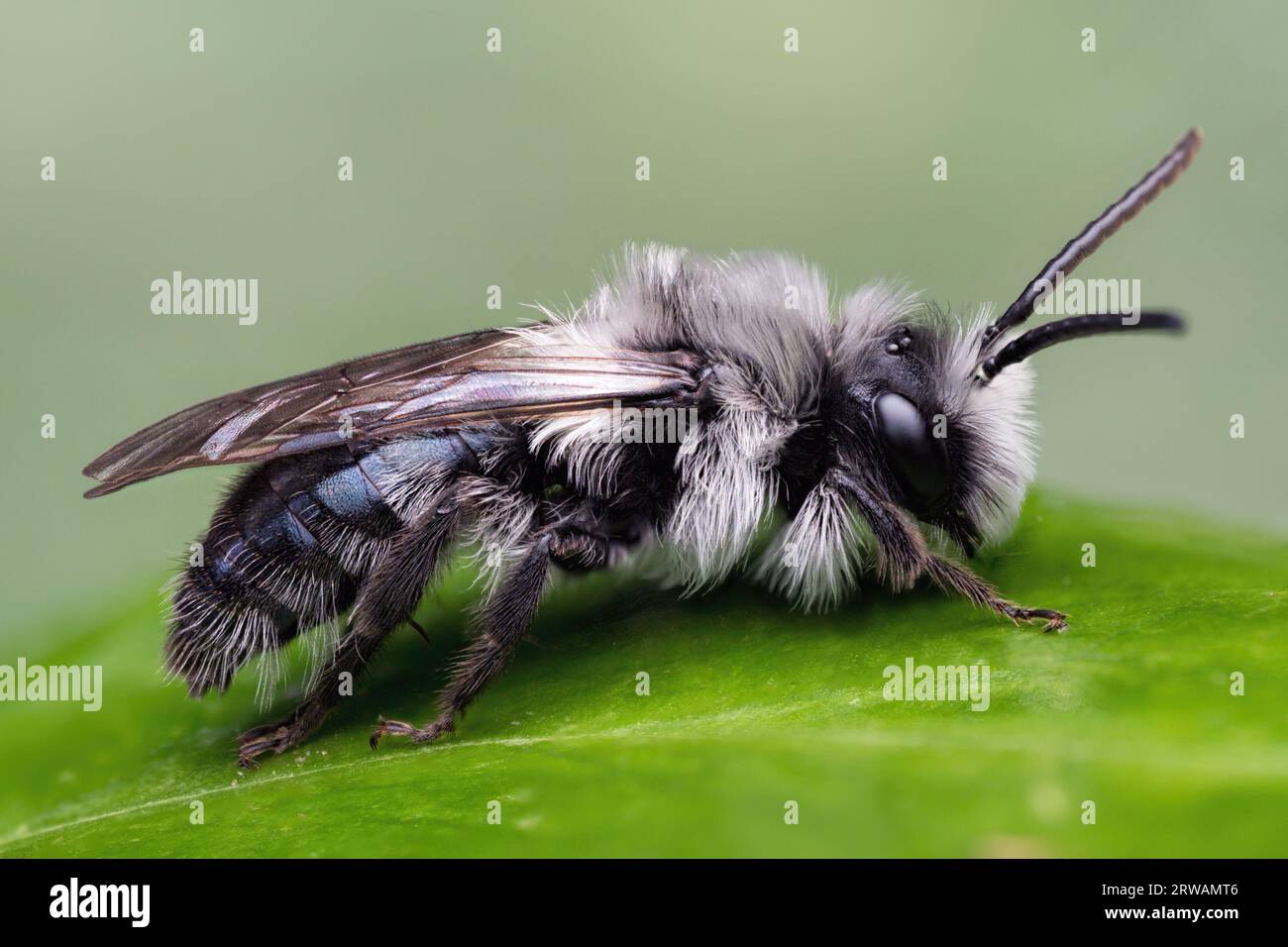 Ape mineraria di ascia (Andrena cineraria) a riposo su foglia. Tipperary, Irlanda Foto Stock