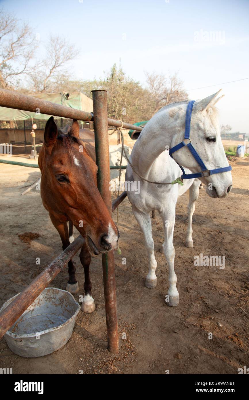 Primo piano di due cavalli in un recinto per animali, nuova Delhi, India Foto Stock
