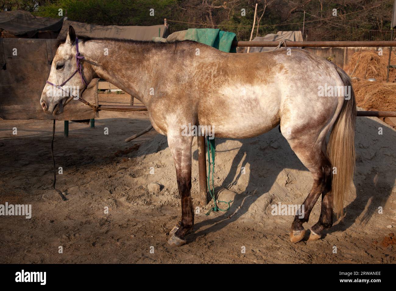 Primo piano di un cavallo in piedi in un recinto per animali, nuova Delhi, India Foto Stock