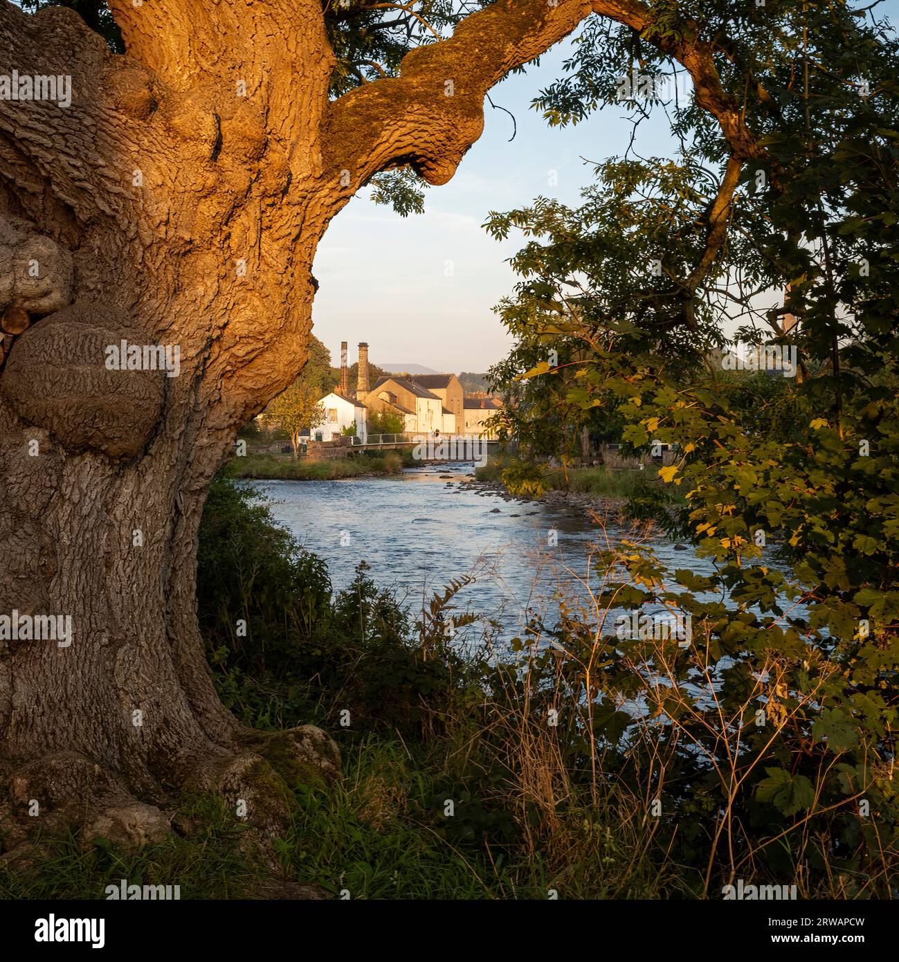 La convergenza dei fiumi Cocker e Derwent va oltre gli edifici del birrificio Jennings, Cockermouth, Cumbria occidentale, Regno Unito Foto Stock