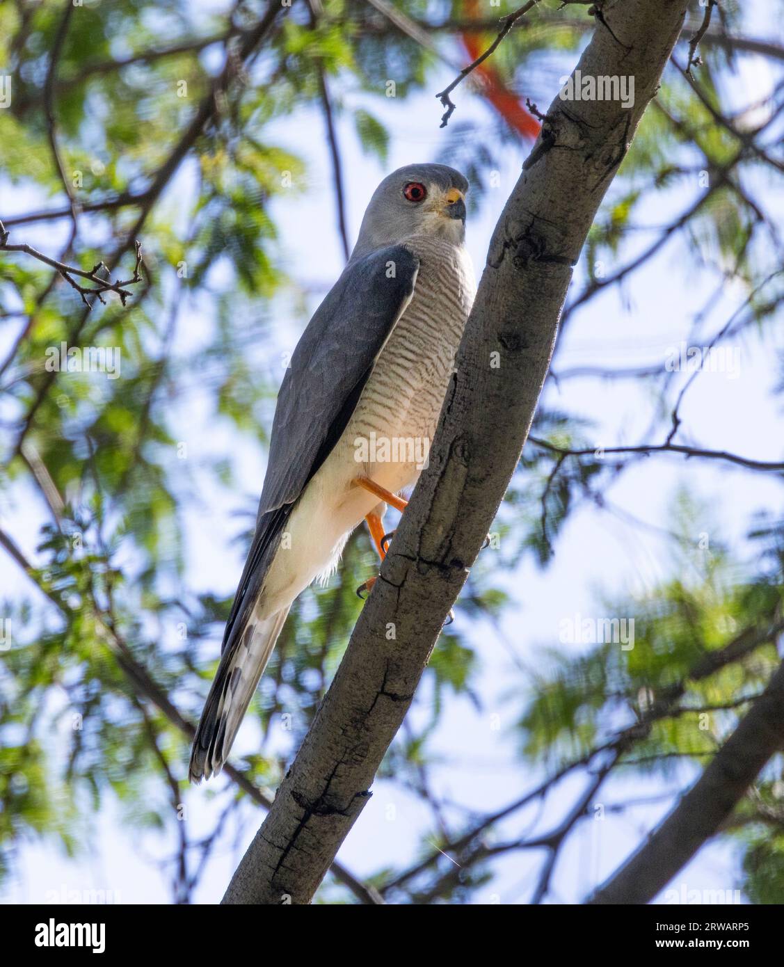 Un piccolo falco, il Little Banded Goshawk è comune e diffuso. Sono anche conosciuti come Shikra e il loro areale si estende nel subcontinente asiatico. Foto Stock