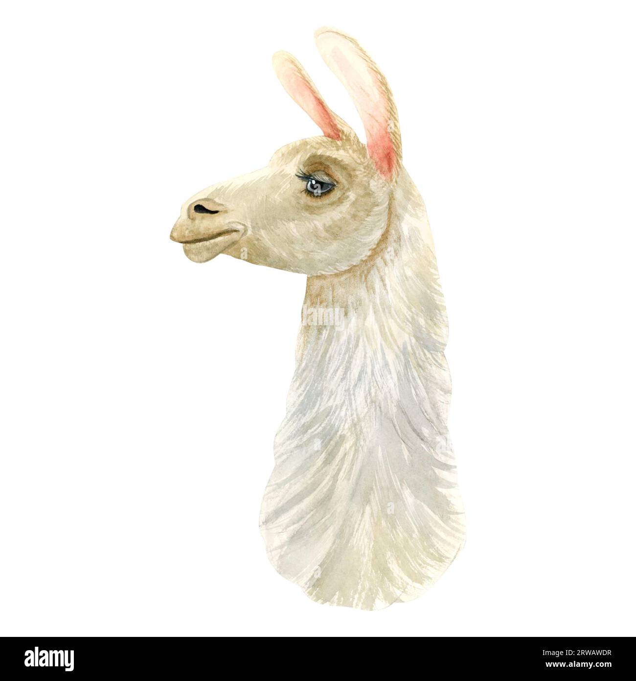 Realistico alpaca lama ritratto illustrazione acquerello. Ricci soffici animali da fattoria disegno per stampe, schede Foto Stock