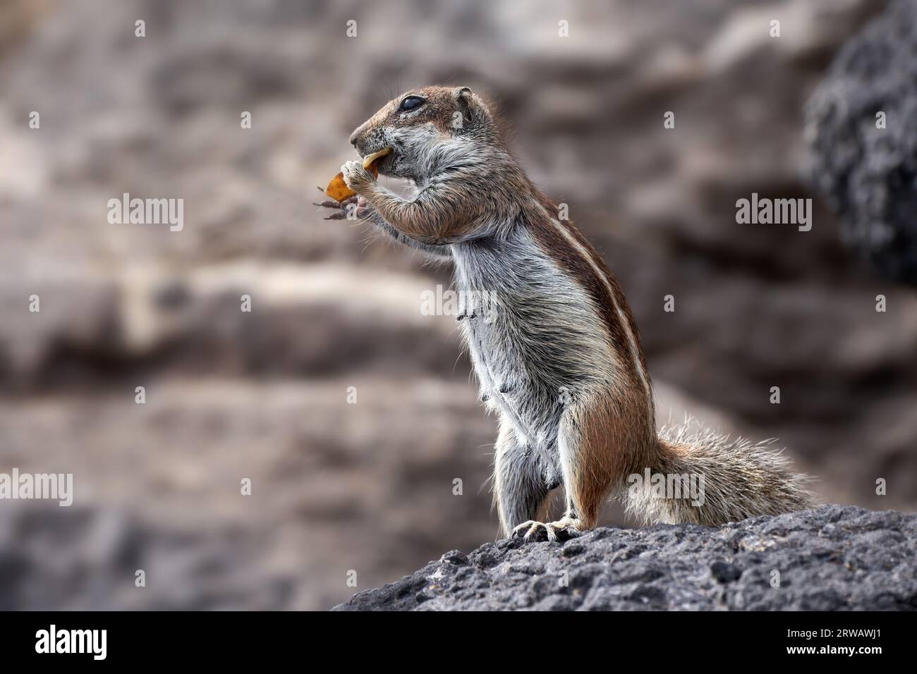 Scoiattolo in polvere di barbario (Atlantoxerus getulus) femmina eretta che mangia un pezzo di banana piel - Fuerteventura Foto Stock