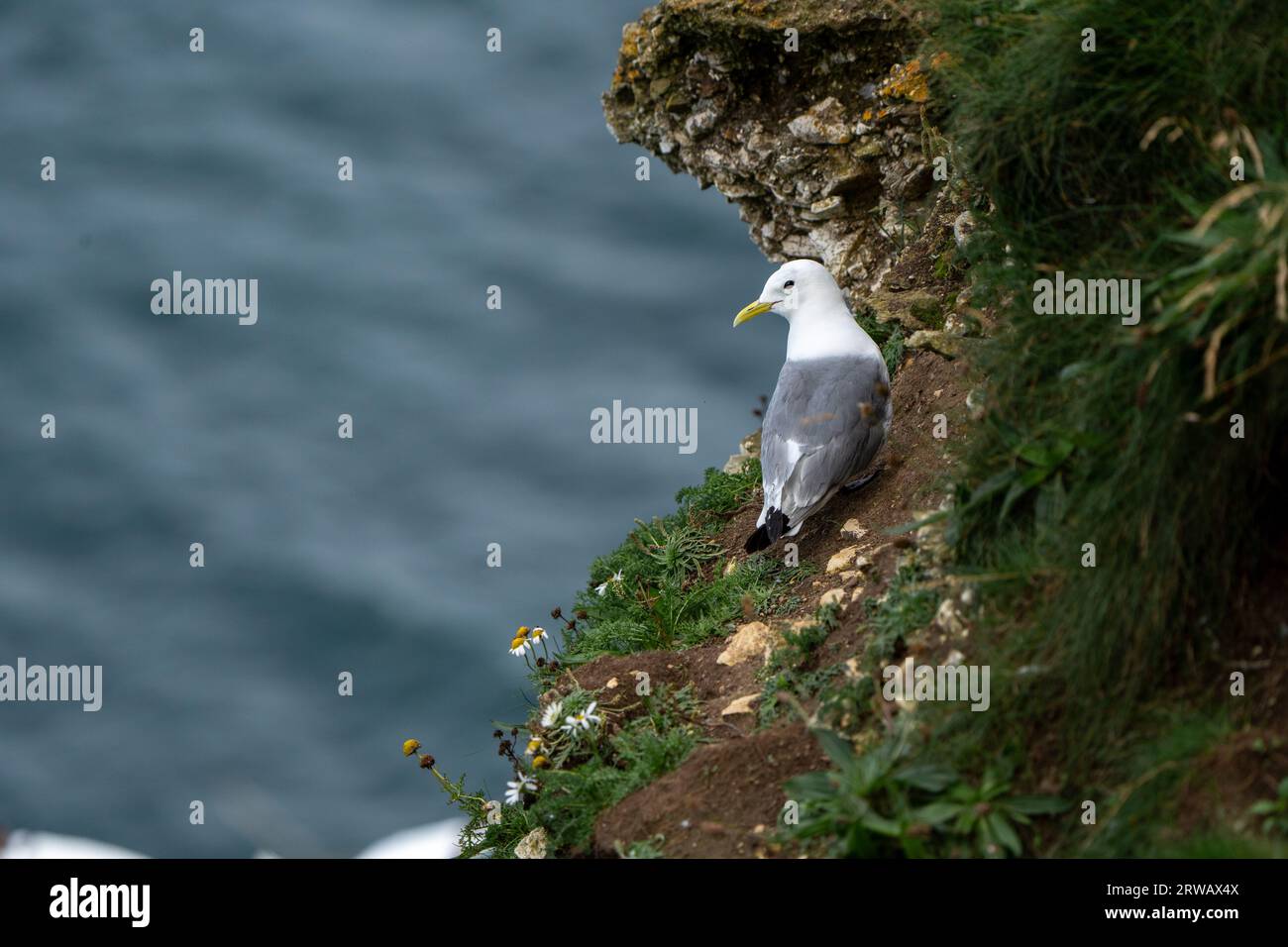 Rissa tridattila o kittiwake dalle gambe nere arroccato su una scogliera a Bempton Cliffs RSPB Reserve, Regno Unito. Una piccola specie di gabbiano, un uccello costiero. Foto Stock