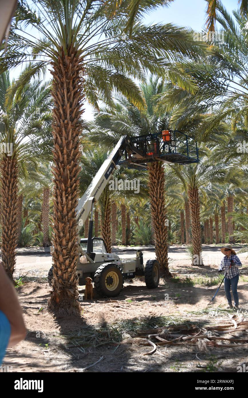 Yuma, AZ USA. 14/3/2023. Martha's Gardens Medjool Date Farm è stata fondata nel 1990 da Nels Rogers e sua moglie Martha. Foto Stock