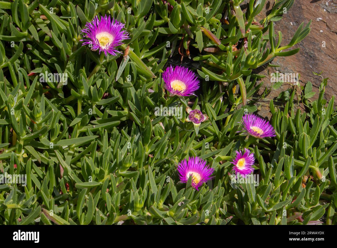 Fiori rosa di un fiore di maiale hottentot, chiamato anche Carpobrotus edulis, pianta di ghiaccio, o faccia di maiale Foto Stock