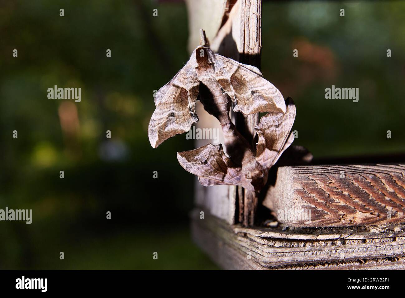 Smerinthus jamaicensis, un accoppiamento di due farfalle della famiglia Sphingidae Foto Stock