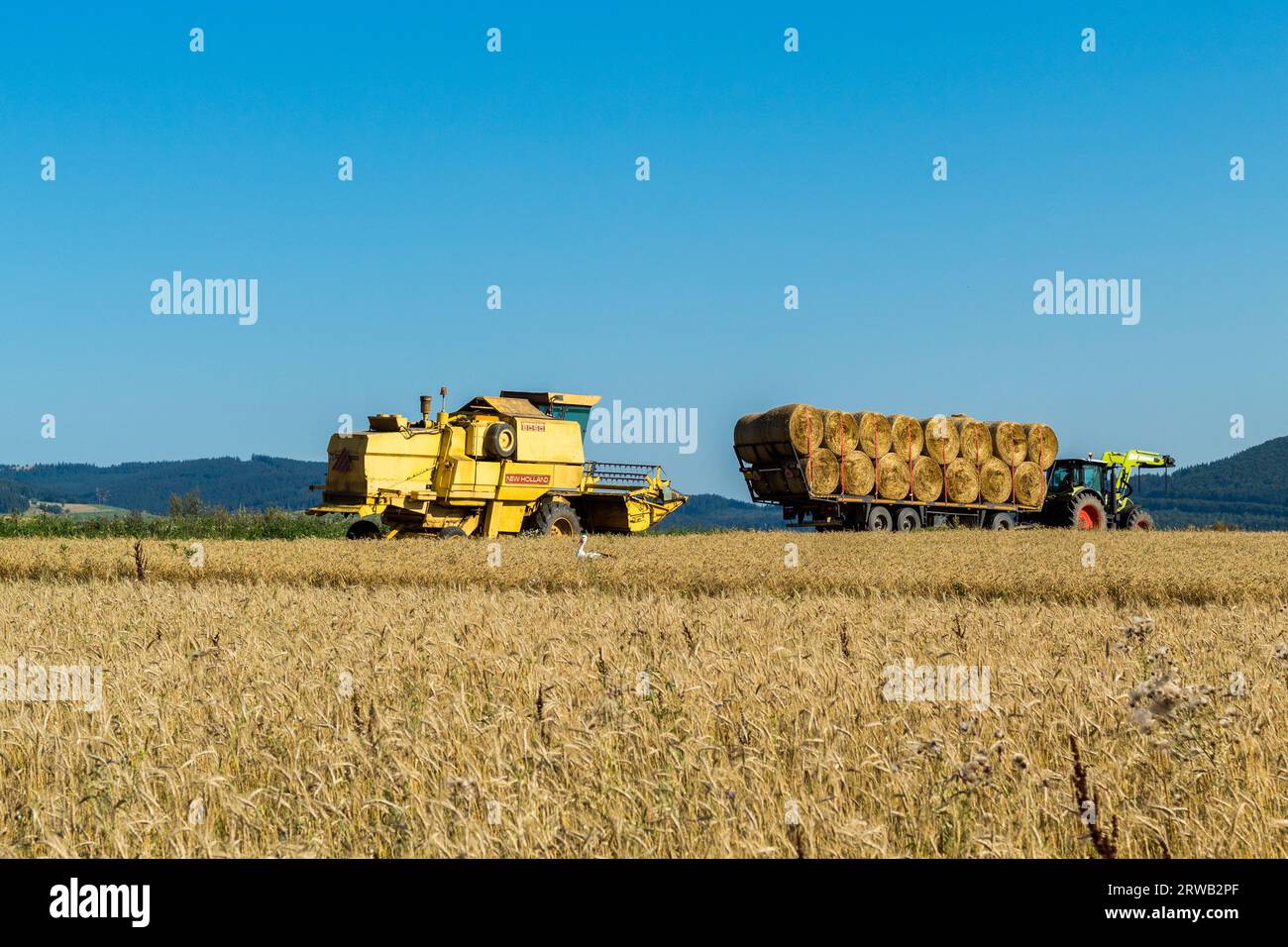 Mietitrebbia New Holland e il trattore Foto Stock