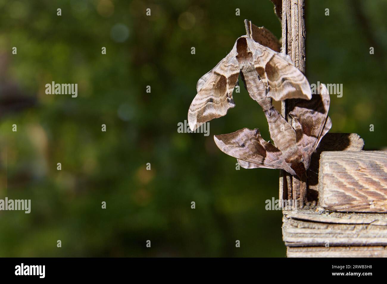 Smerinthus jamaicensis, un accoppiamento di due farfalle della famiglia Sphingidae, Copy space. Foto Stock