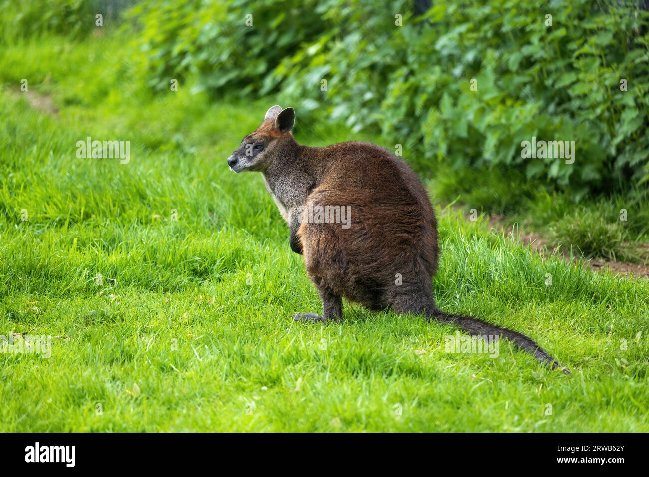 Wallaby palude (Wallabia bicolor) in prato, marsupiale macropode della famiglia Macropodidae, altri nomi: Wallaby dalla coda nera, wallaby felce, Black pade Foto Stock