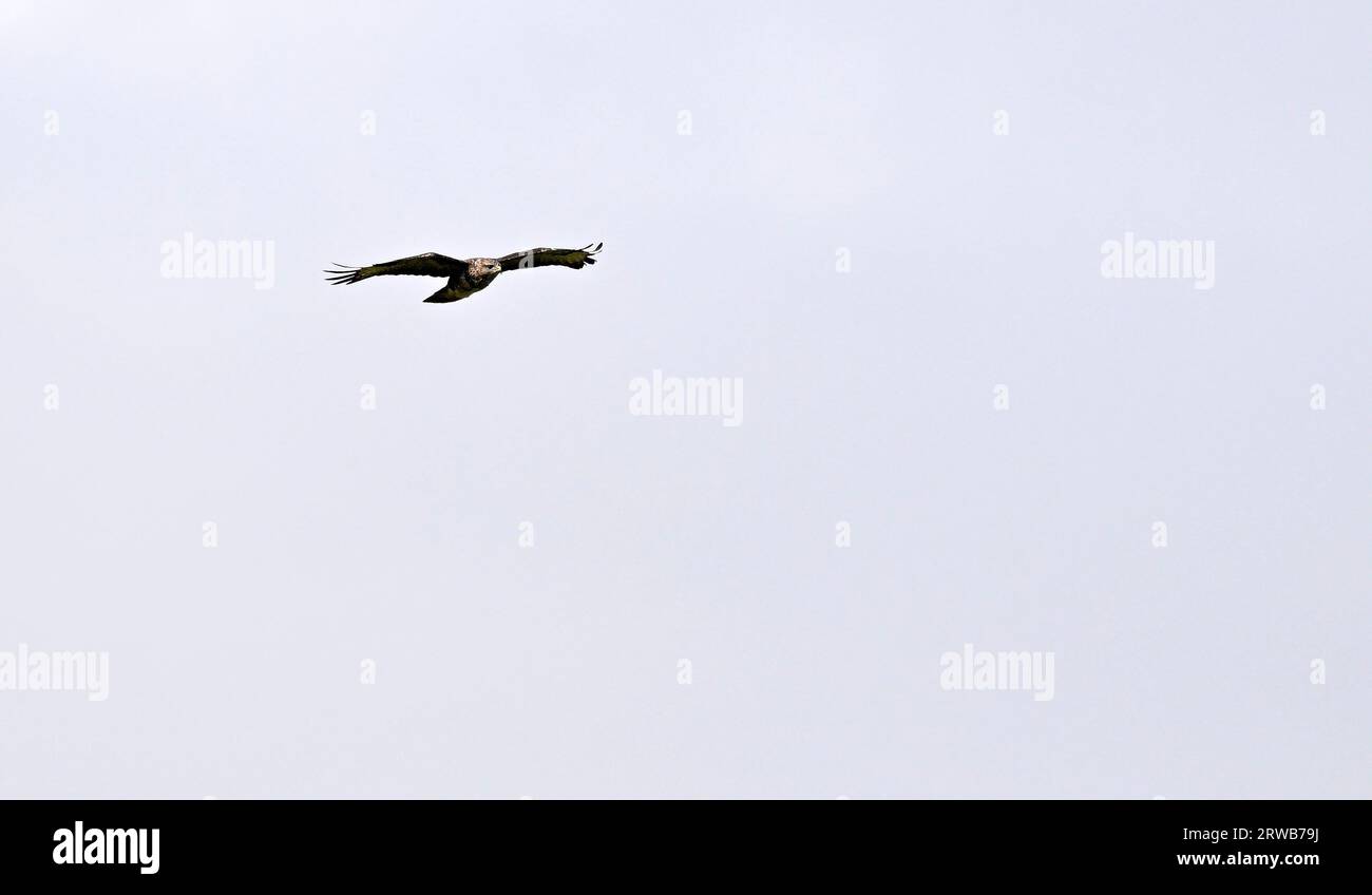 Una buzzard comune (Buteo buteo) vola in alto. Foto Stock