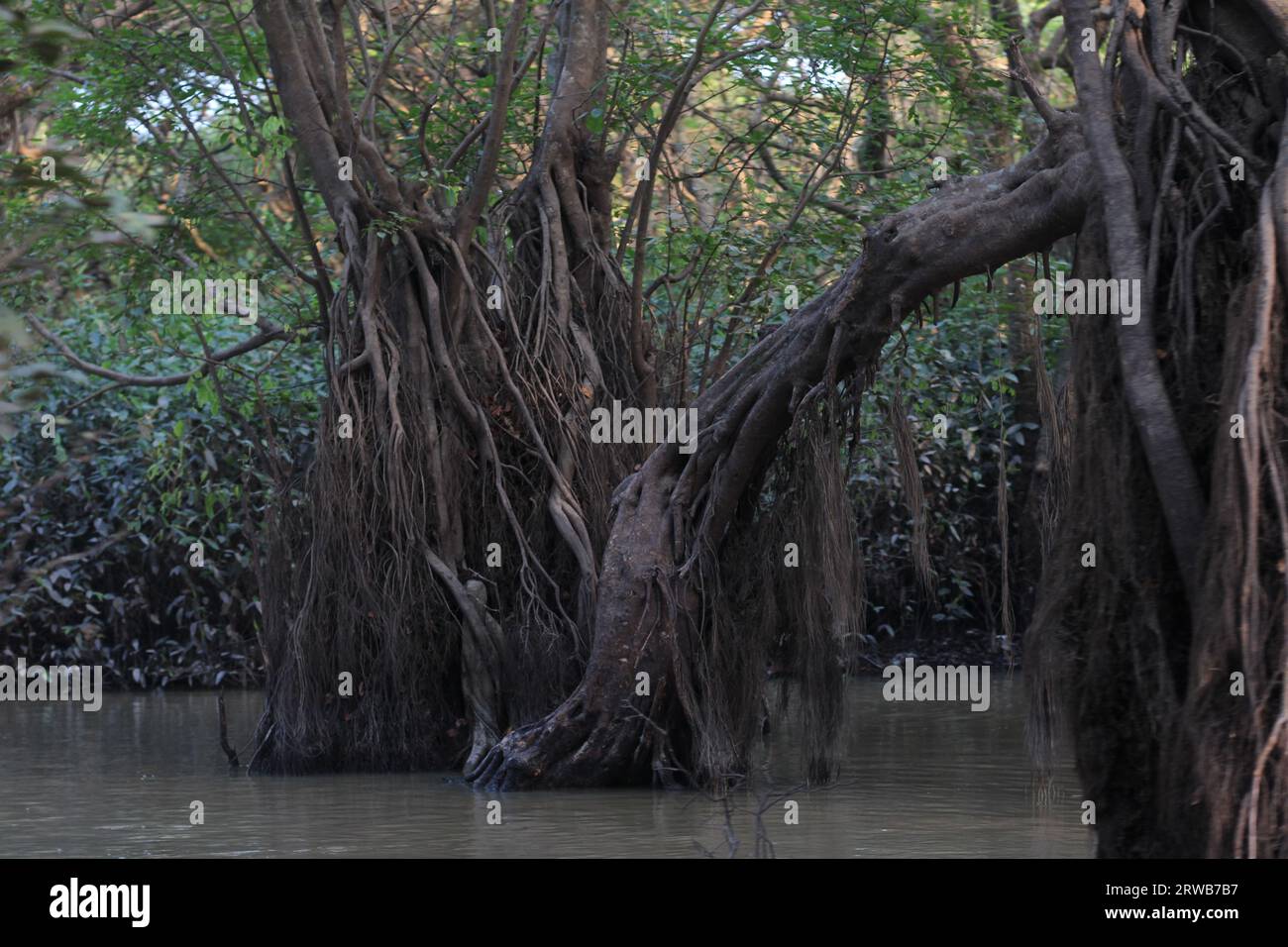 Bellissime paludi di mangrovie, foto di umore scuro Foto Stock