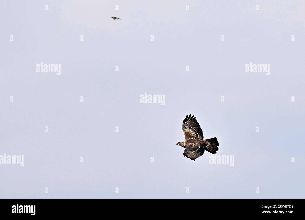 Una buzzard comune (Buteo buteo) vola in alto. Foto Stock