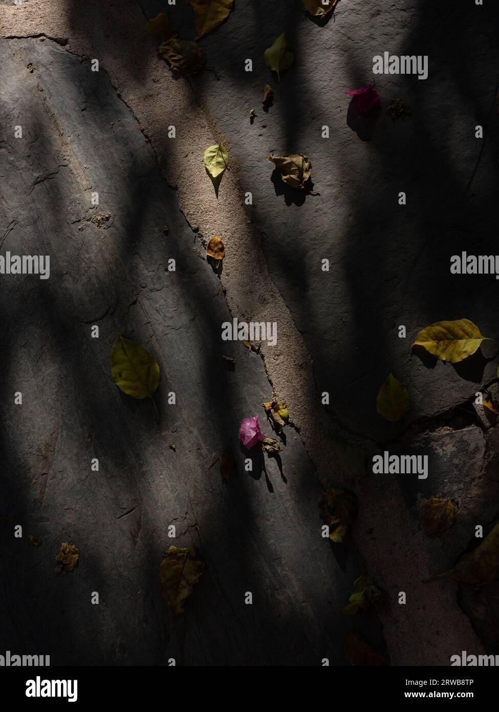 Foglie autunnali cadute illuminate da luci soffuse. Foto Stock