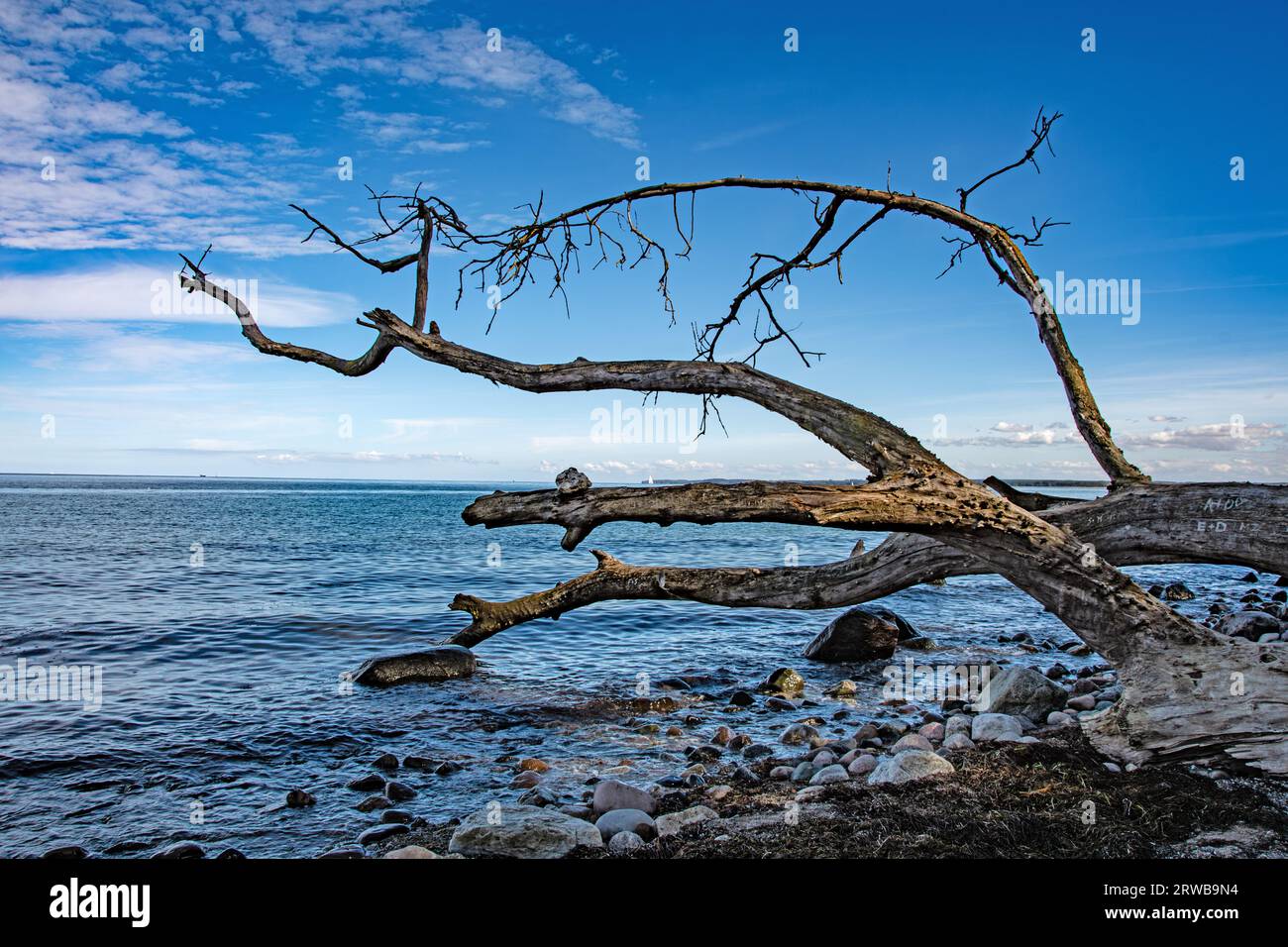 Äste eines trocknem Baumstamm hängen über der Ostsee. Darunter befinden sich Felsbrocken die vom Wasser geschliffen und geformt wurden /werden, weiche Foto Stock