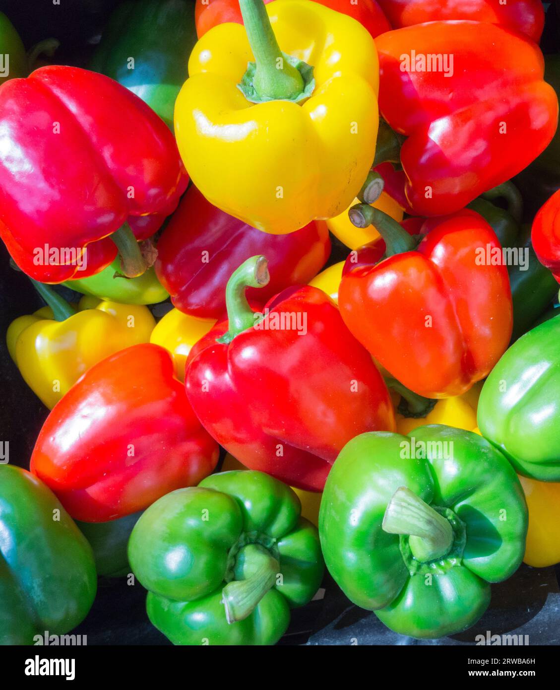 Primo piano dei peperoni colorati rossi, verdi e gialli di Capsicum sulla vite Foto Stock