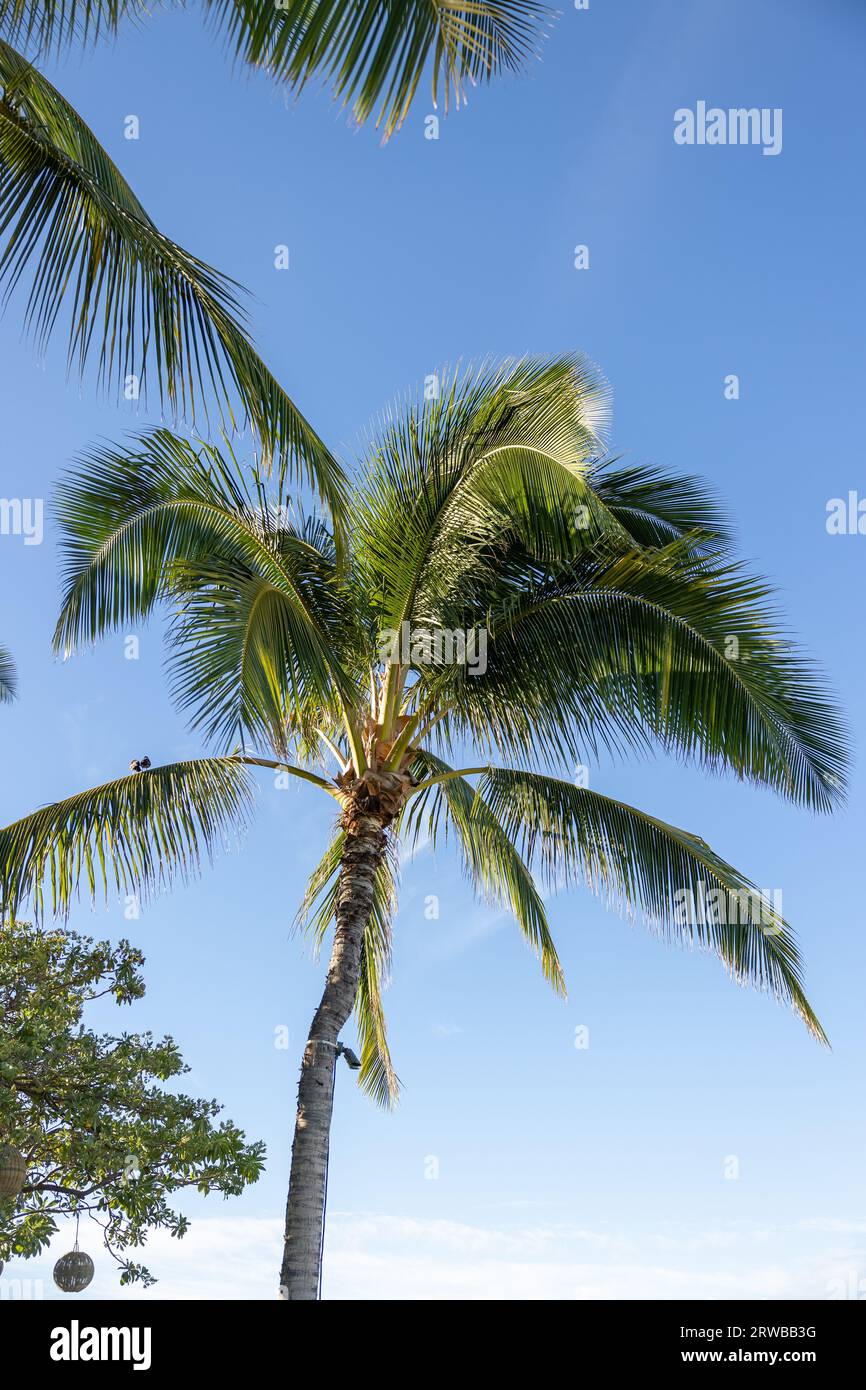 Palm Tree, Ko Olina, Oahu, Hawaii Foto Stock