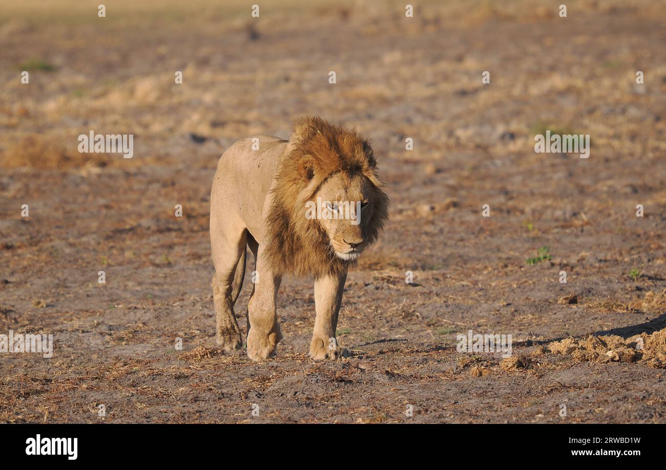 Questi leoni fanno parte di un grande orgoglio nel delta dell'Okavango, guidati da 5 maschi adulti. Si sono nutriti durante la notte e sono ancora ingorghi. Foto Stock