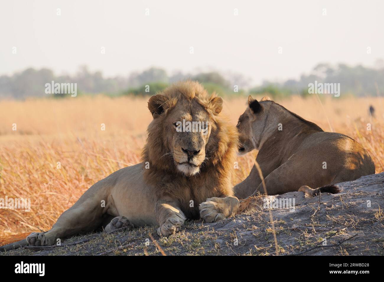 Questi leoni fanno parte di un grande orgoglio nel delta dell'Okavango, guidati da 5 maschi adulti. Si sono nutriti durante la notte e sono ancora ingorghi. Foto Stock