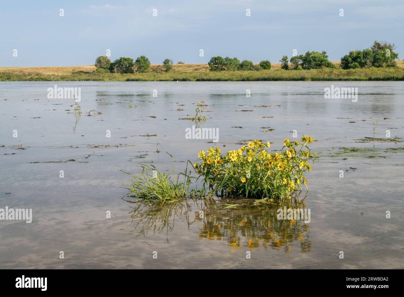 Girasoli gialli su un banco di sabbia - fiume Dismal presso la Nebraska National Forest in un paesaggio di fine estate Foto Stock