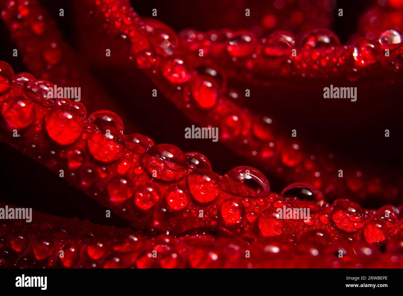 gocce d'acqua sulla rosa rossa da vicino Foto Stock