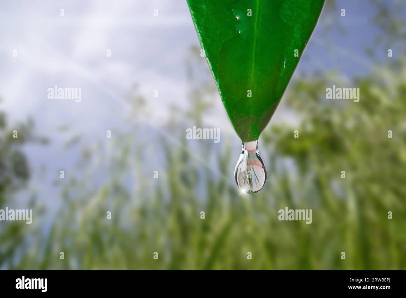 Una goccia d'acqua che cade da una foglia verde su uno sfondo astratto verde con luce solare Foto Stock
