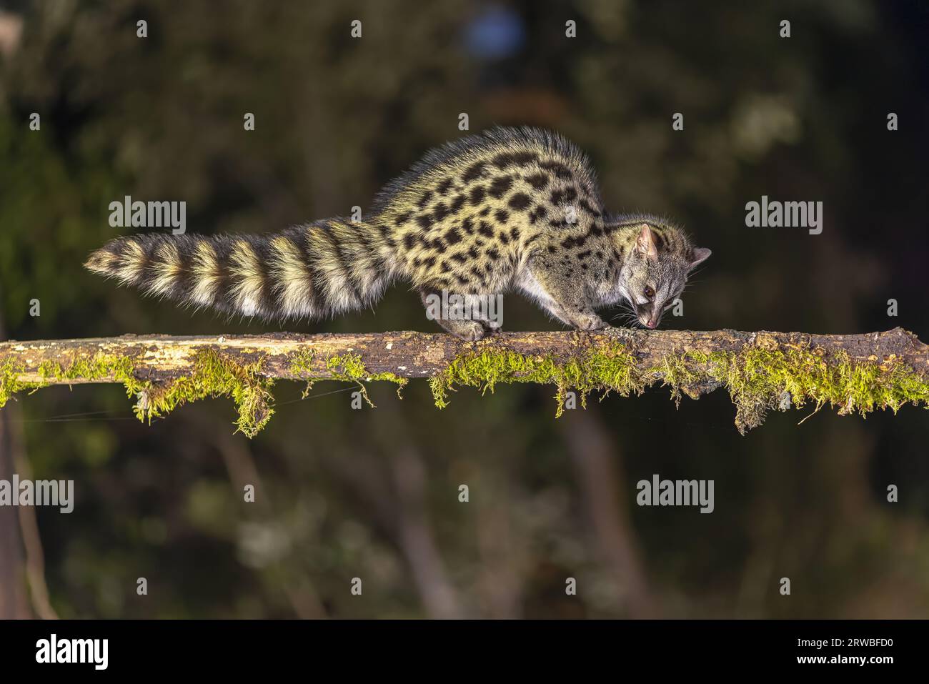 Genet comune (Genetta genetta) sul ramo nel buio della notte. Gatto selvatico a caccia di preda nella foresta spagnola. Fauna selvatica scena della natura in Europa. Foto Stock