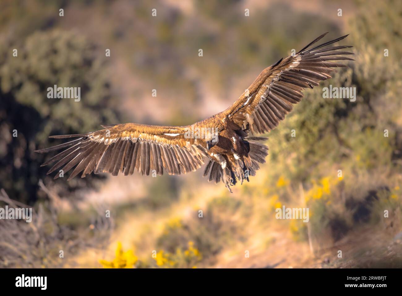 Grifone (Gips fulvus) volare e prepararsi ad atterrare nei Pirenei spagnoli, Catalogna, Spagna, aprile. Questo è un grande avvoltoio del Vecchio mondo nel Foto Stock