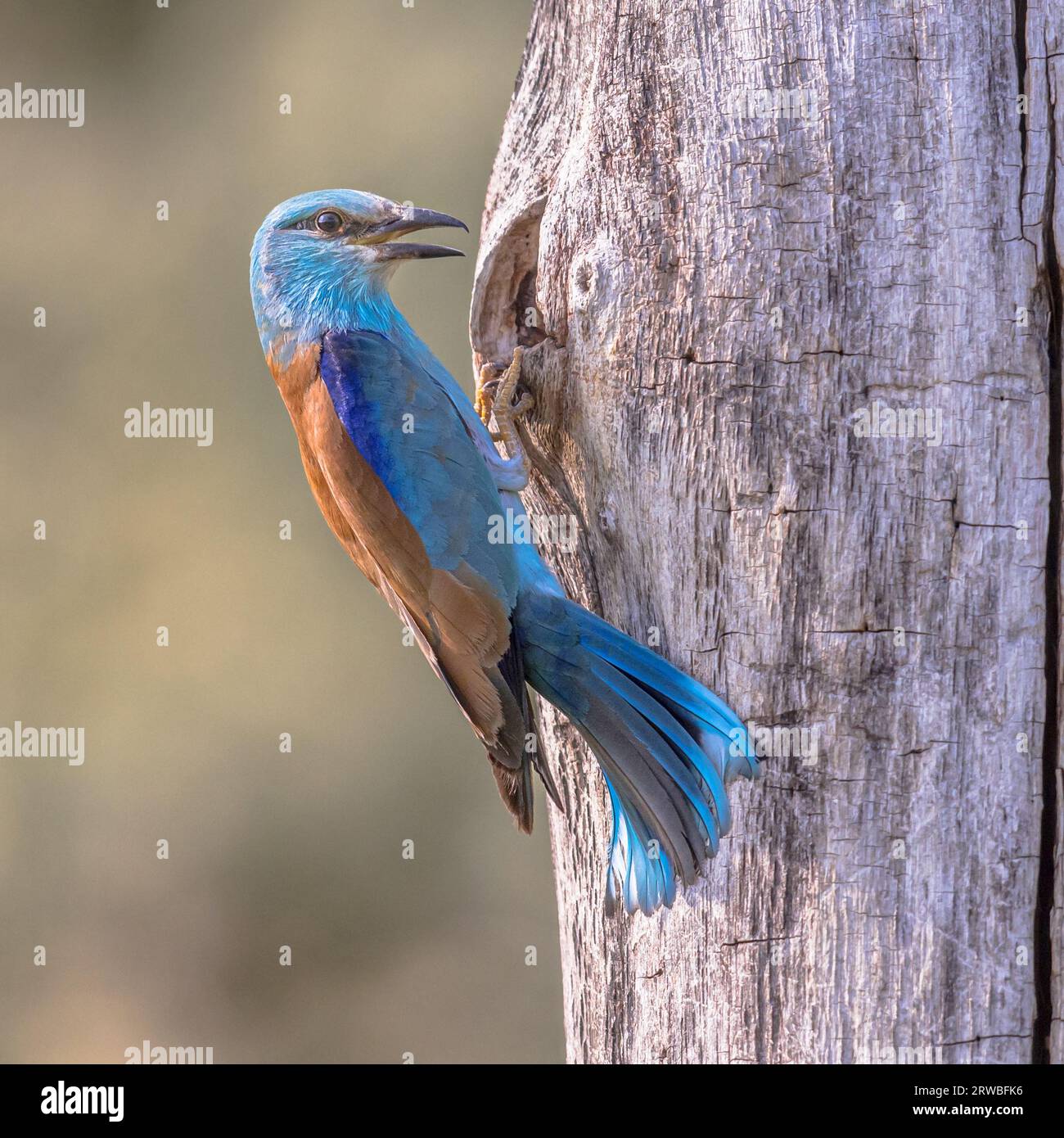 Rullo europeo (Coracias garrulus) arroccato sugli alberi in visita alla cavità di riproduzione del nido. Questo uccello migratorio si riproduce nell'Europa meridionale. Bulgaria. Fauna selvatica Foto Stock