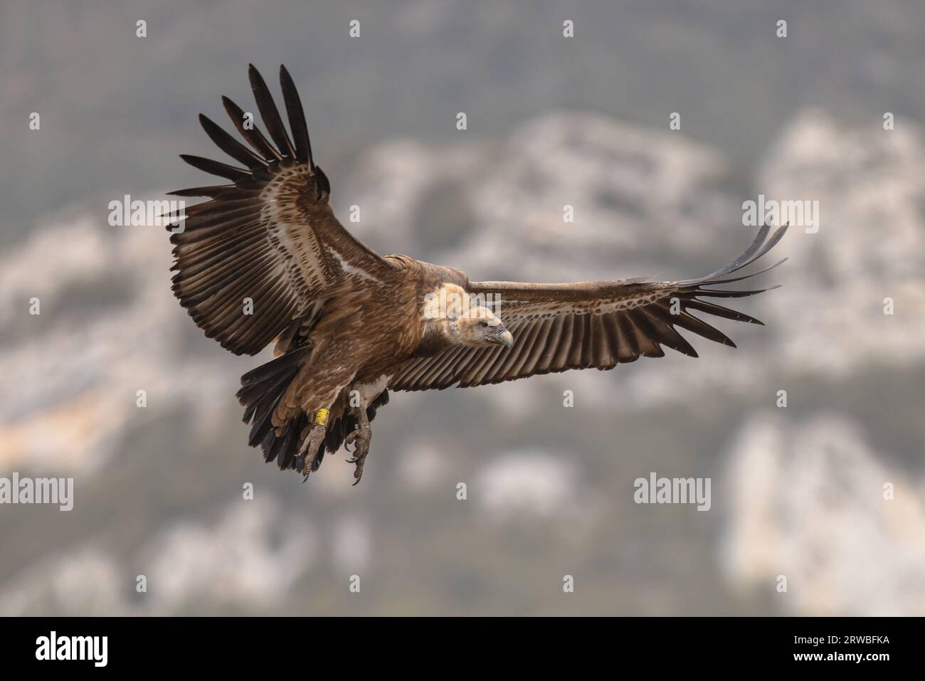 Grifone (Gyps fulvus) volando e preparandosi per l'atterraggio nei Pirenei spagnoli, Catalogna, Spagna, aprile. È anche conosciuto come griffon eurasiatico. Foto Stock