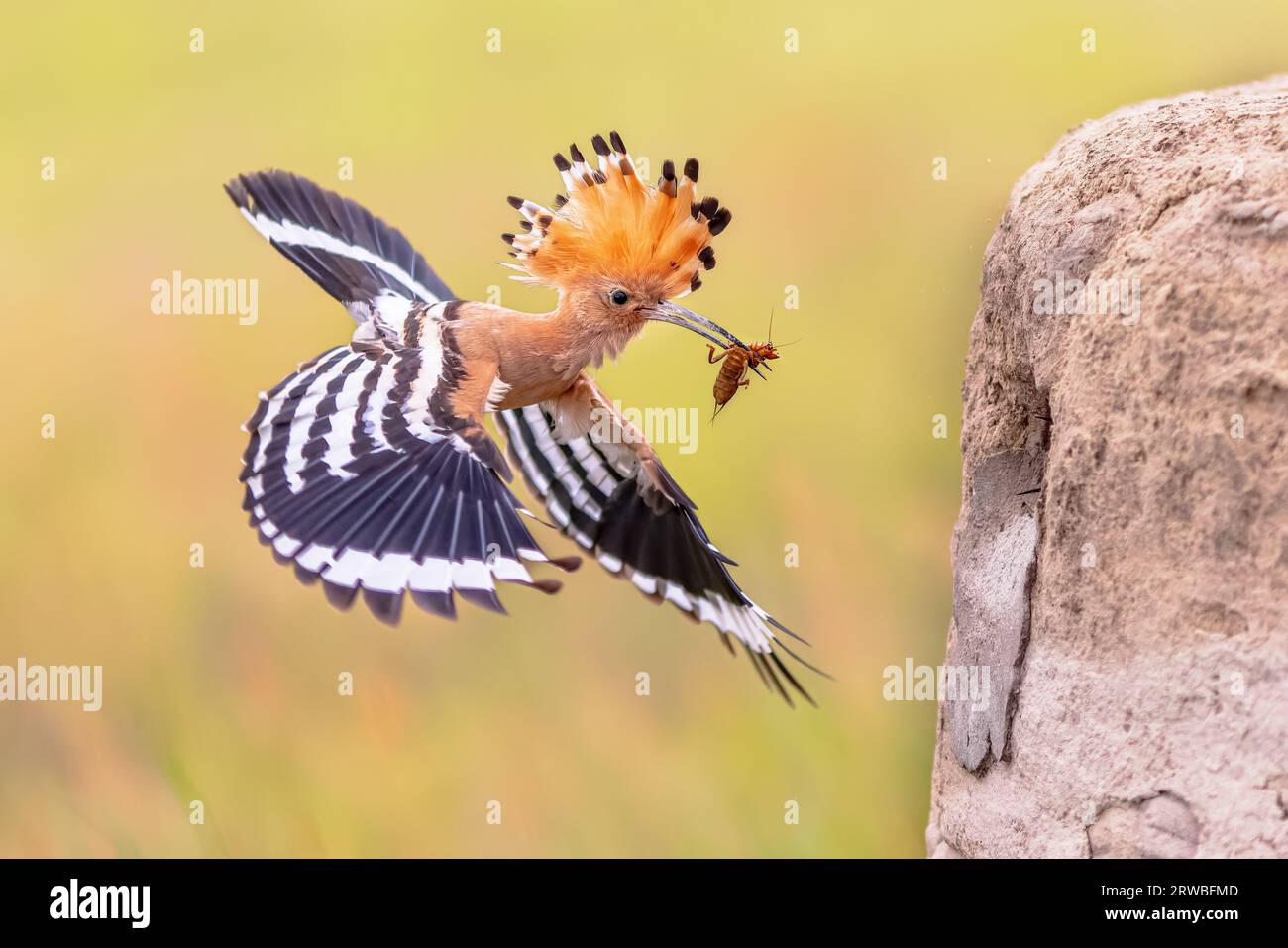 Uccello eurasiatico con insetto da cricket talpa in becco e cresta rialzata. Uno degli uccelli più belli d'Europa che si allontana dal nido Foto Stock