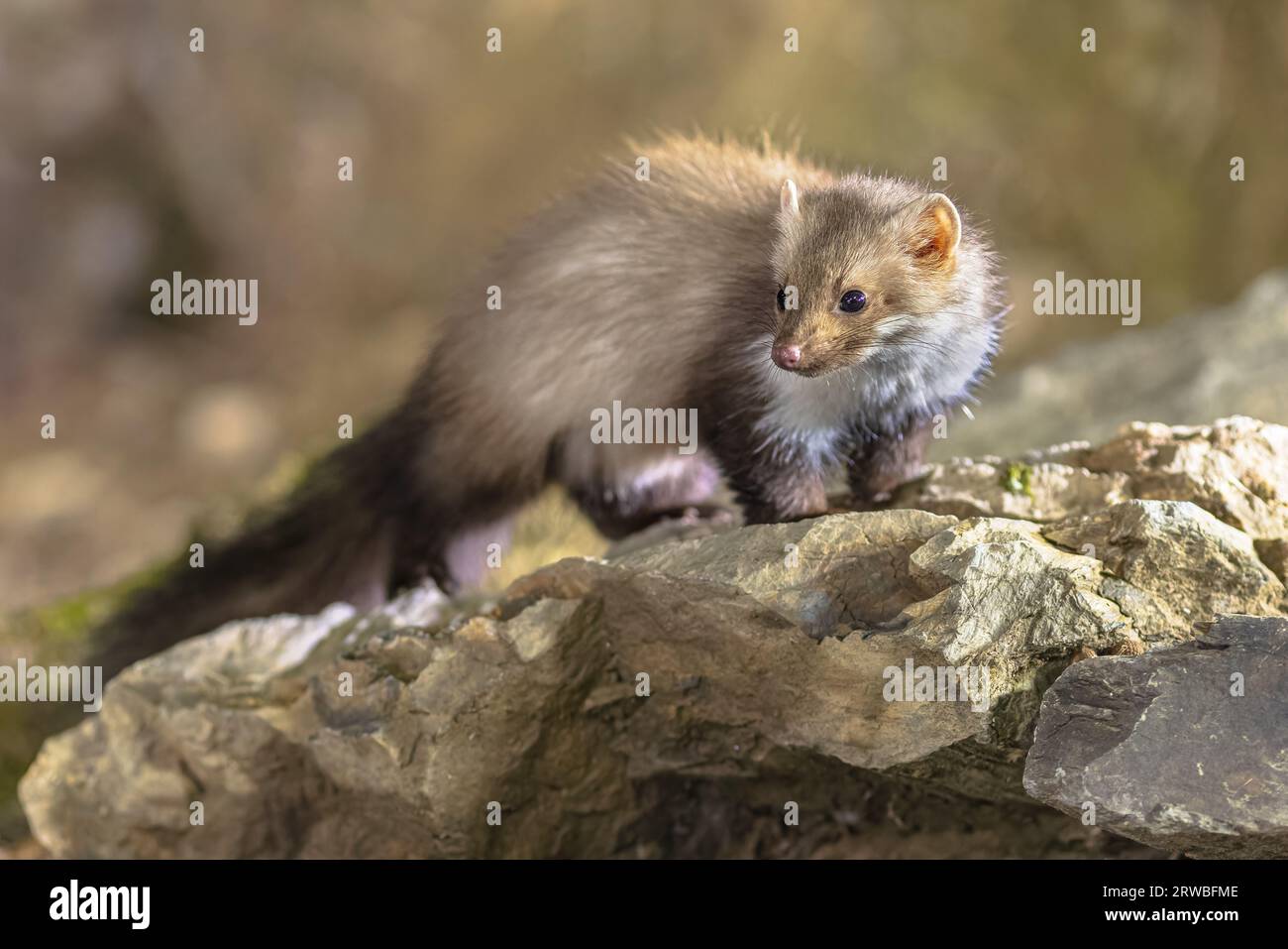 Wid faina (Martes foina) sul log in habitat naturale di notte. Questo piccolo predatore notturno è indispensabile per l'equilibrio ecologico di un ce Foto Stock