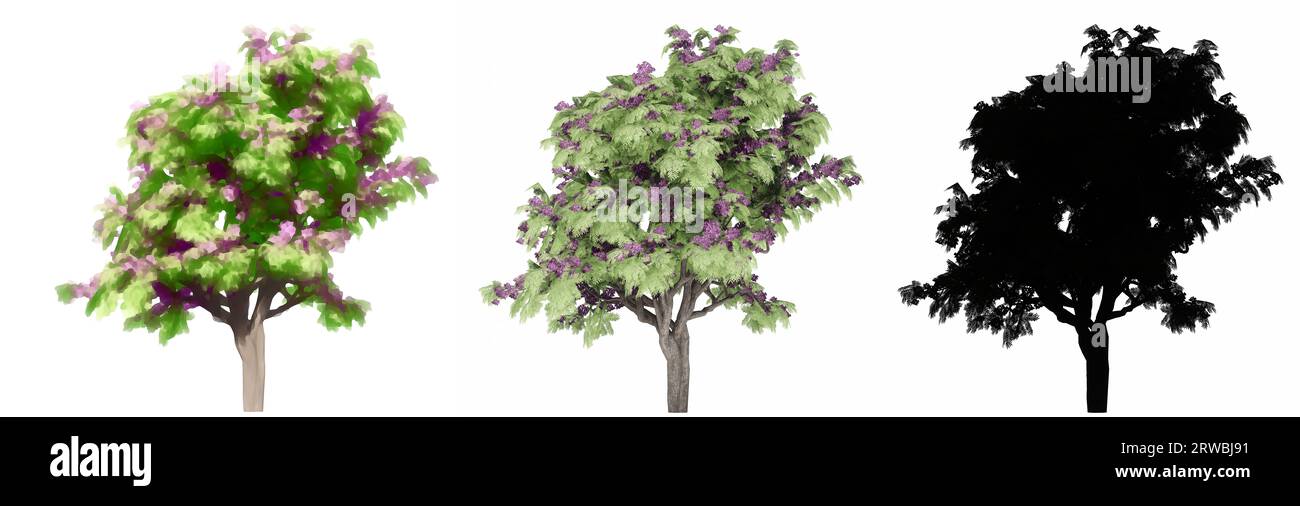 Set o collezione di alberi di Jacaranda, dipinti, naturali e con silhouette nera su sfondo bianco. Illustrazione concettuale o concettuale 3d per la natura Foto Stock