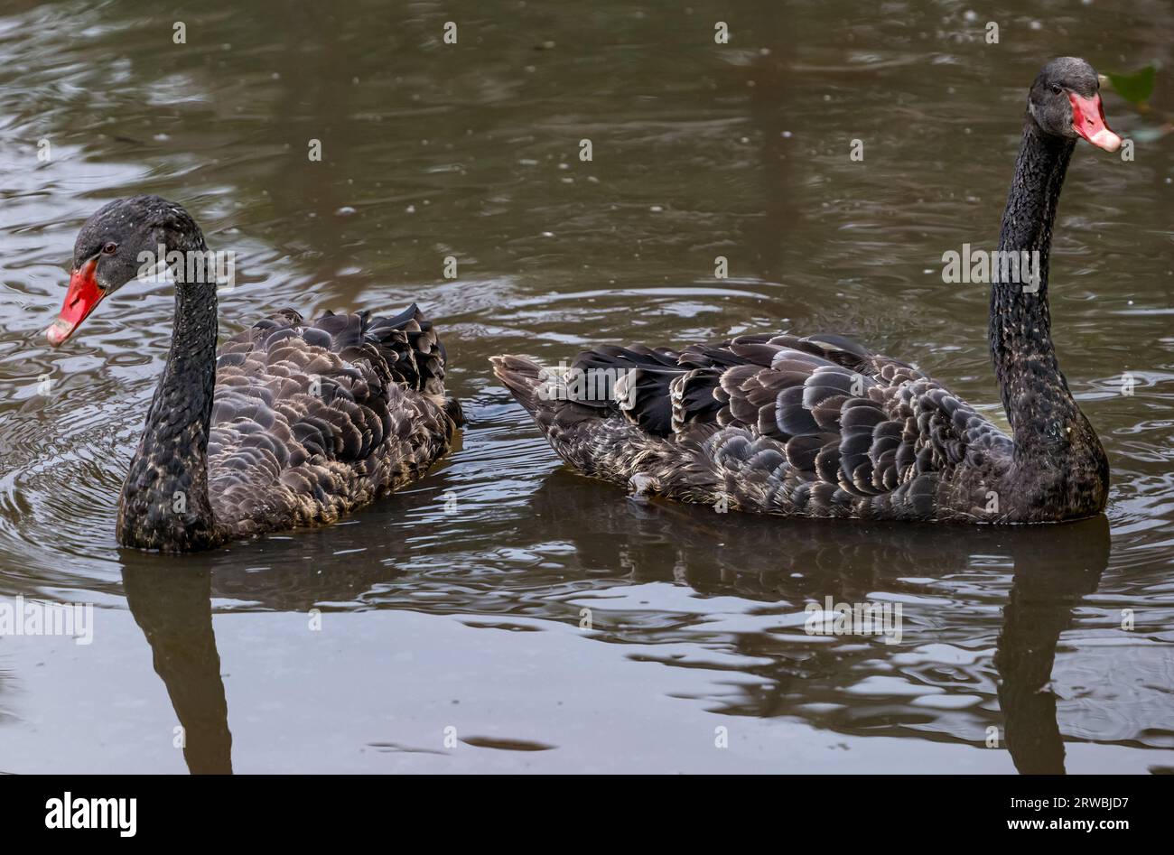 Primo piano dei cigni di Balck (, Bird Garden, Scotland, Oxton, Scotland, REGNO UNITO Foto Stock