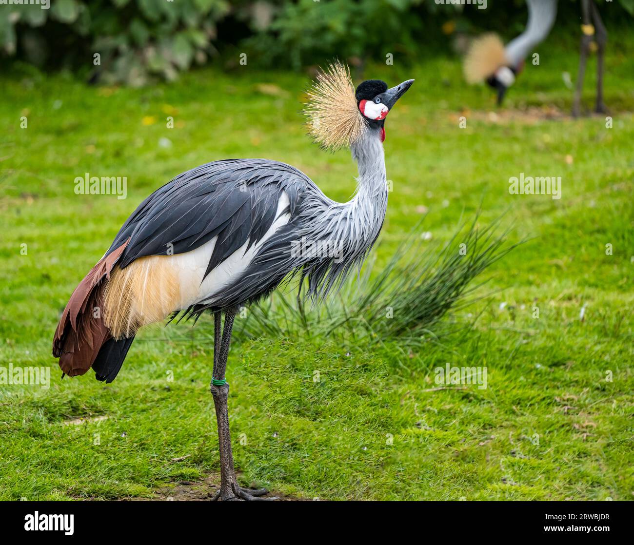 Primo piano della gru coronata grigia (Balearica regulorum), Bird Garden, Scotland, Oxton, Scotland, REGNO UNITO Foto Stock