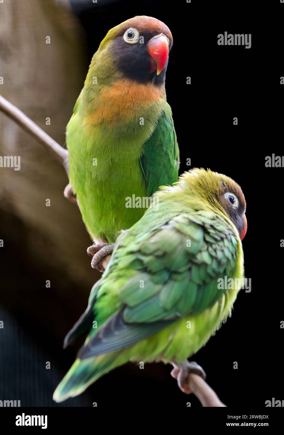 Uccelli selvatici adulti e nascenti (Agapornis nigrigenis), Bird Garden, Scozia, Oxton, Scozia, REGNO UNITO Foto Stock