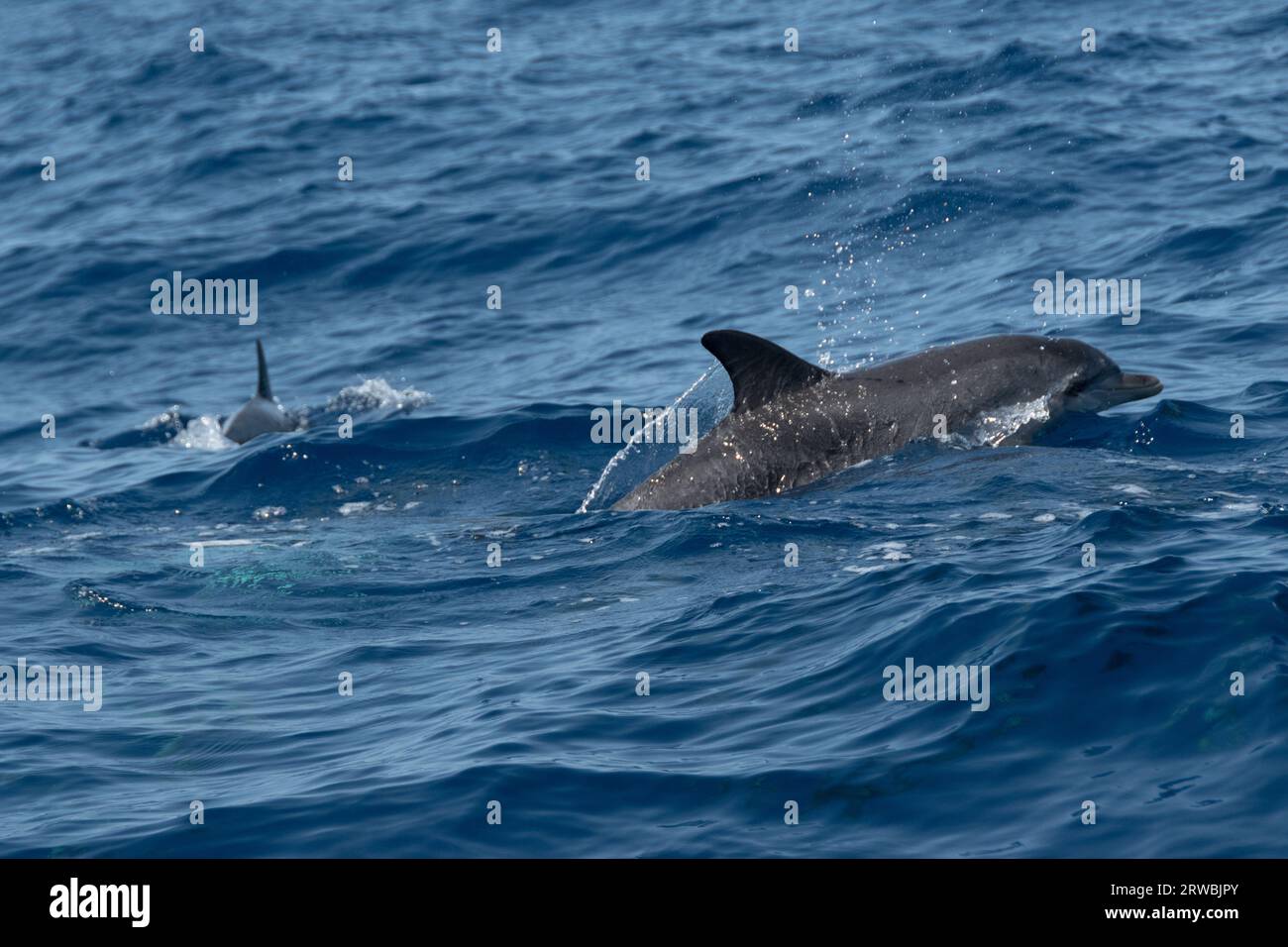 Delfini a la Palma, isole Canarie Foto Stock